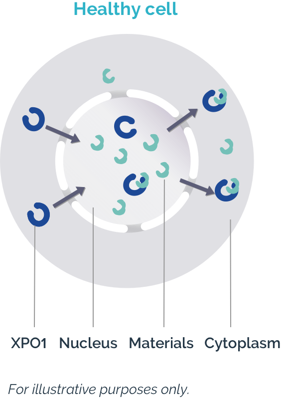 Labeled image of XPO1 in a healthy cell