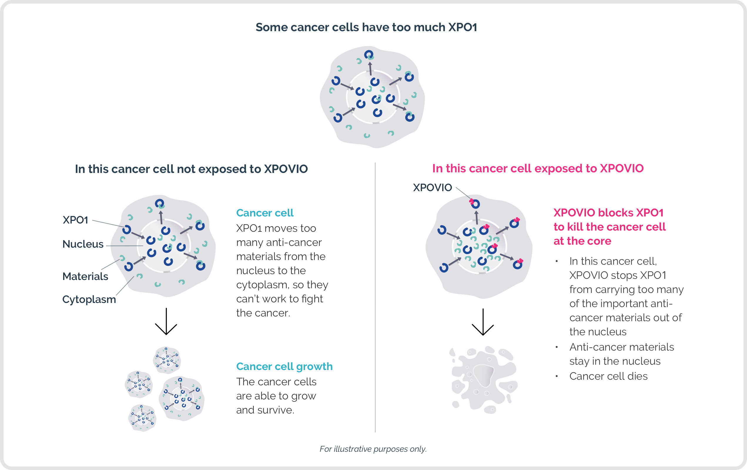 Annotated diagram showing how XPOVIO® (selinexor) works