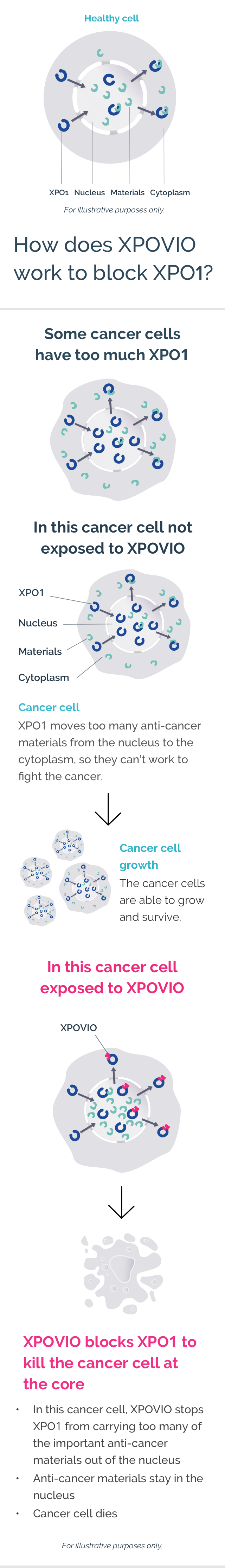 Annotated diagram showing how XPOVIO® (selinexor) works