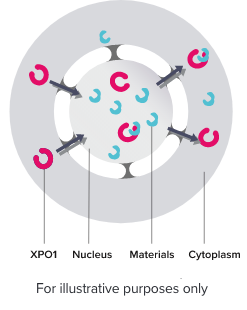 Diagram of a cell