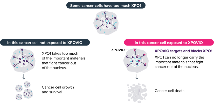 Diagram of how XPOVIO works